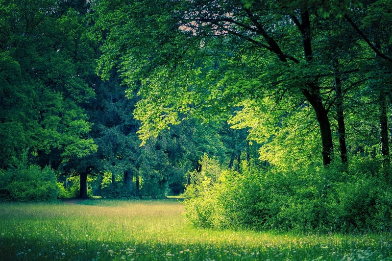 Fairytale Glade