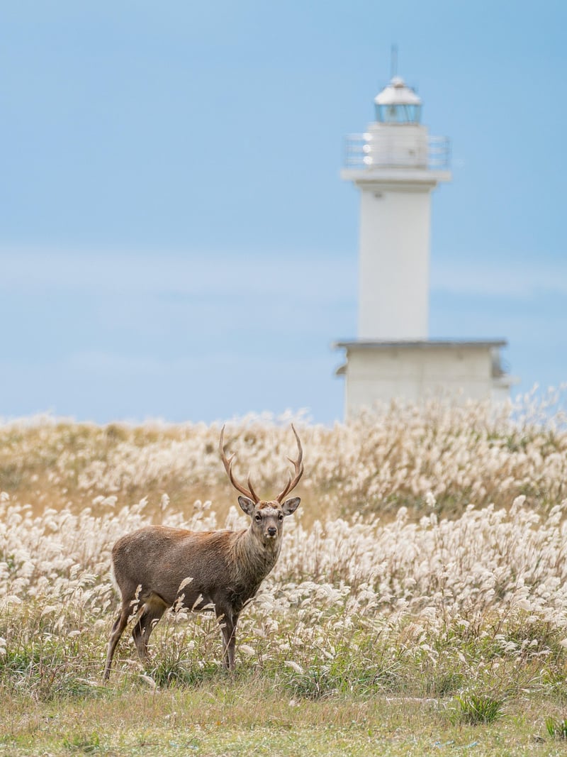 Deer Figurine